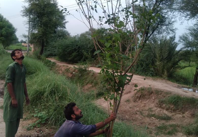 Plantation at Koti Minor Canal Din Pur, Khan Pur