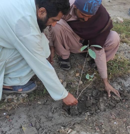 Plantation at Satellite Town X Block Khan Pur