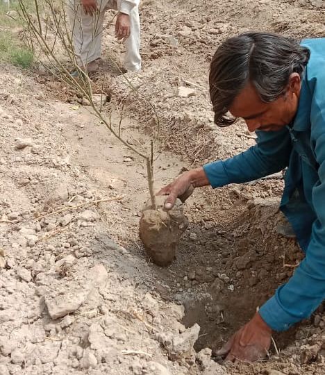 Plantation at Government Special Education Centre, Chak 4/p, Khanpur