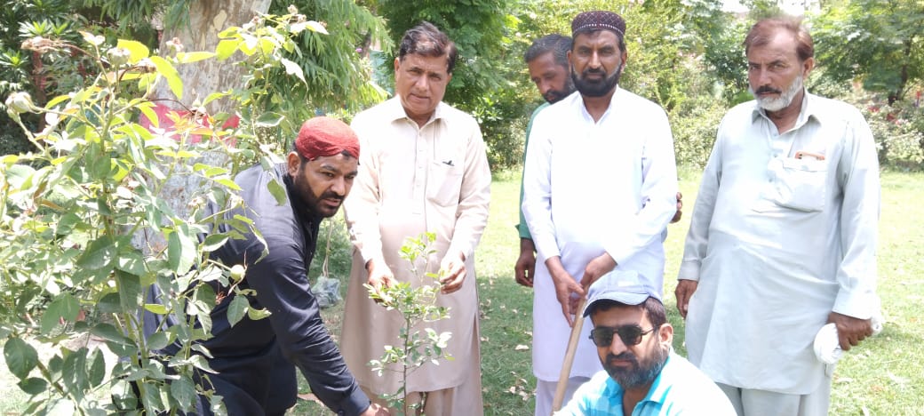 Plantation at Government Model Secondary School Khanpur